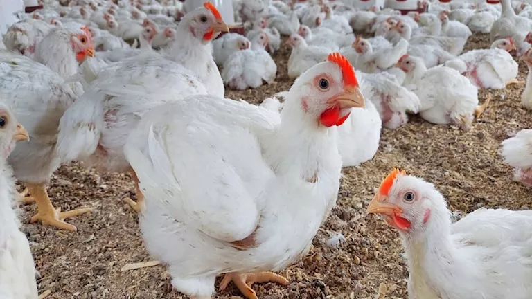 هل انخفض سعر كيلو الدواجن إلى 55 جنيهًا؟ الشعبة توضح